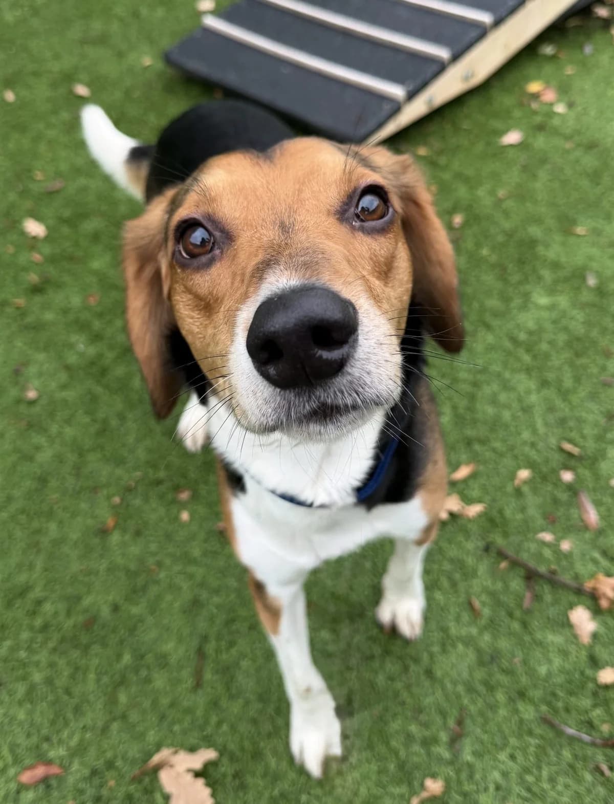 Timmy – 3 year old Male, male mixed breed for adoption at Rain Rescue