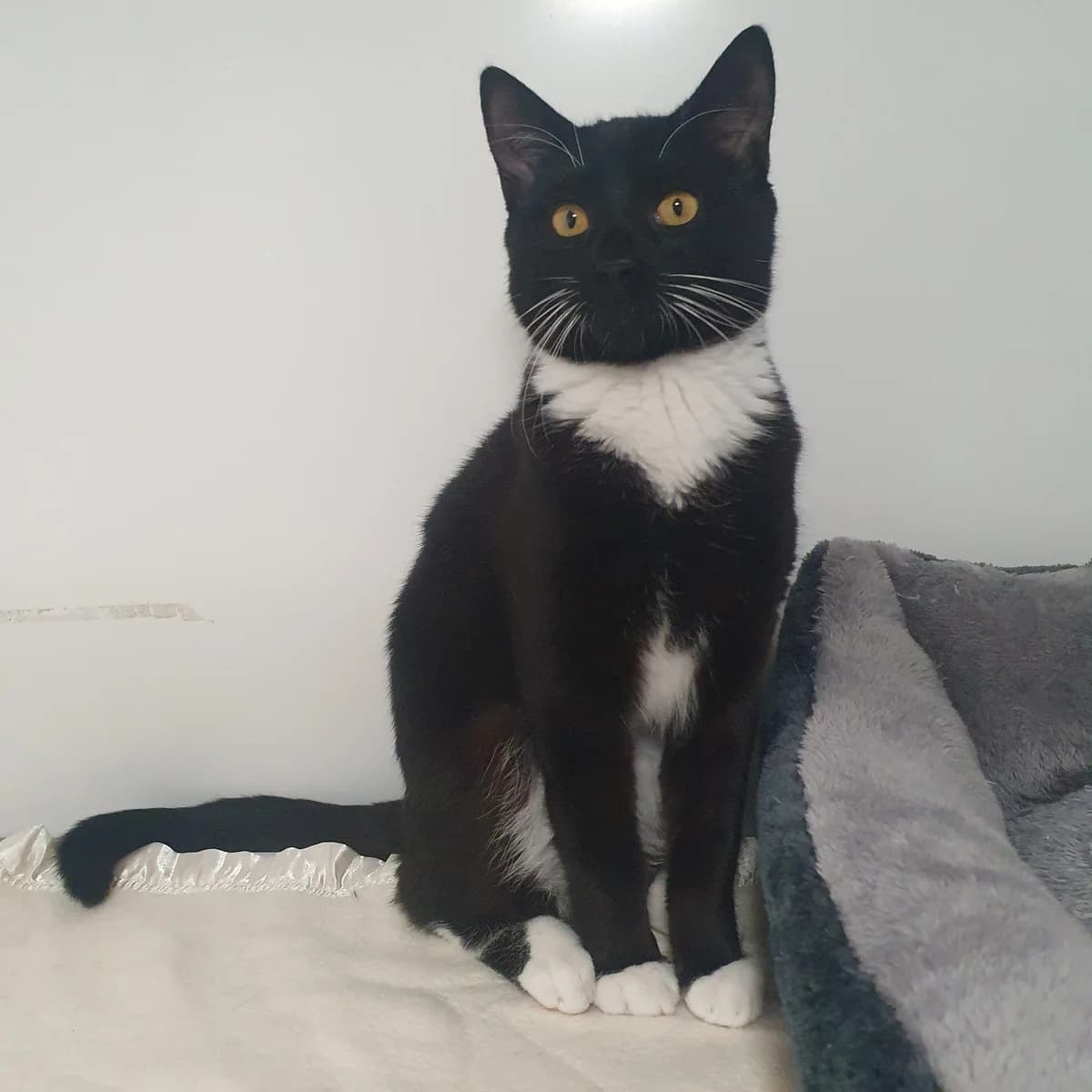 Noah- 6 Month Old Male- MEETING BOOKED, male Mixed Breed Cat for adoption at Rain Rescue