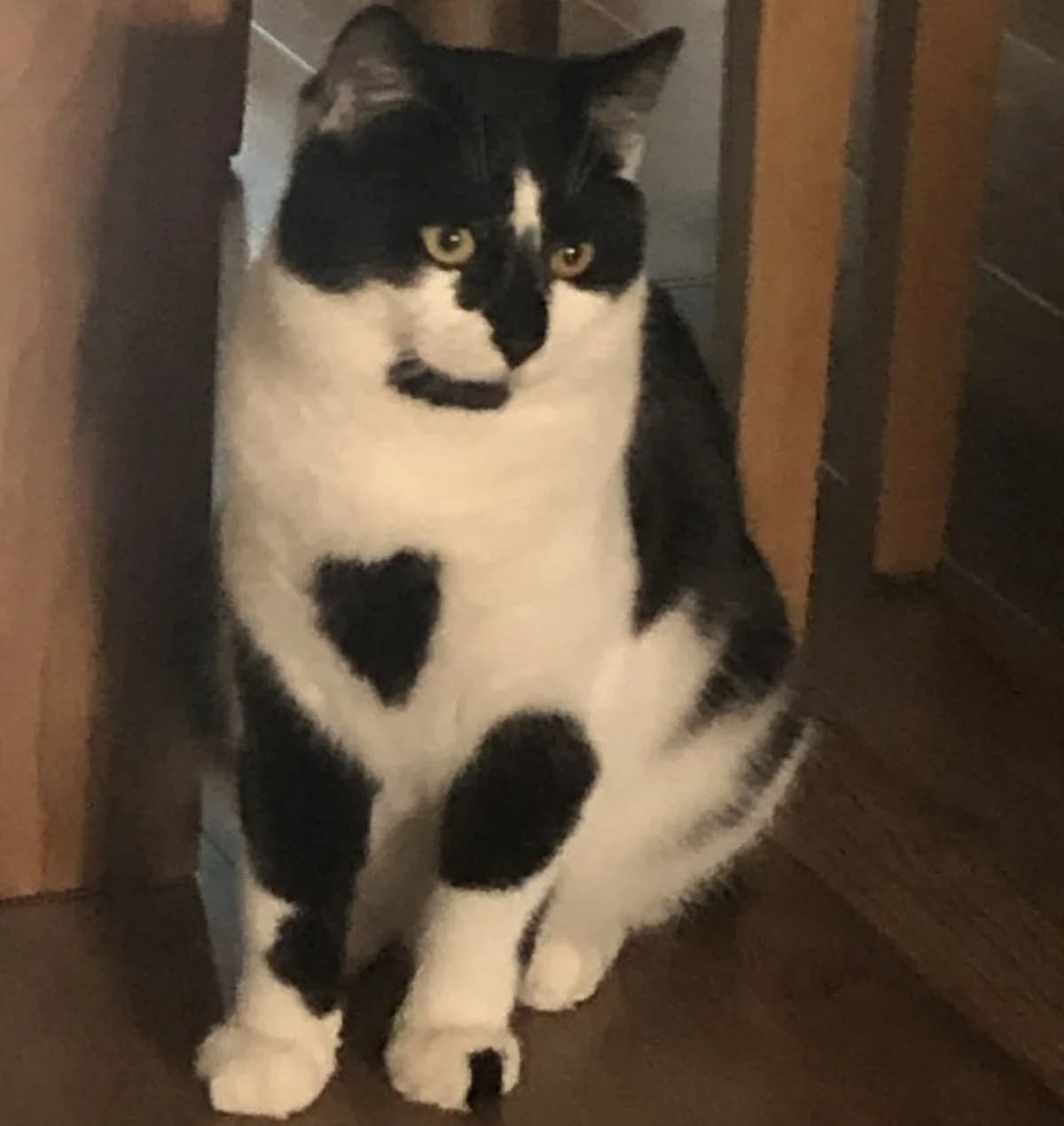 Baby- 2 Year Old Male – Spotlight Animal- MEETING BOOKED, male Mixed Breed Cat for adoption at Rain Rescue