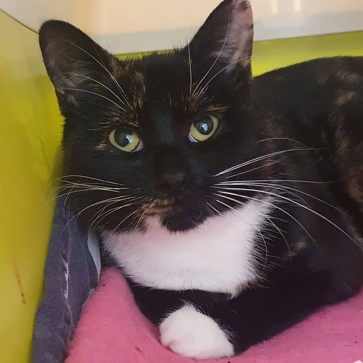 Olivia- 2 Year Old Female, female Mixed Breed Cat for adoption at Rain Rescue