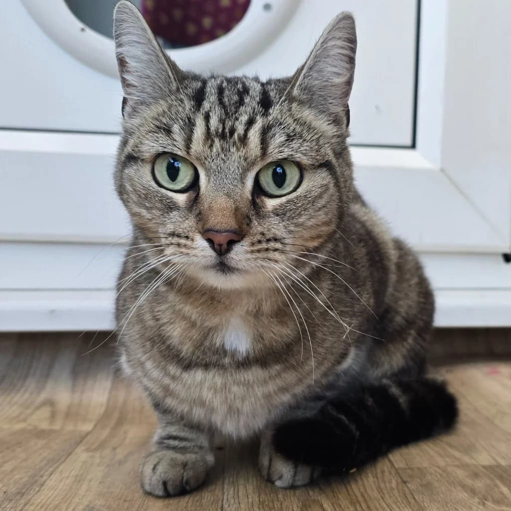 Luna- 8 Year Old Female- MEETING BOOKED, female senior Mixed Breed Cat for adoption at Rain Rescue