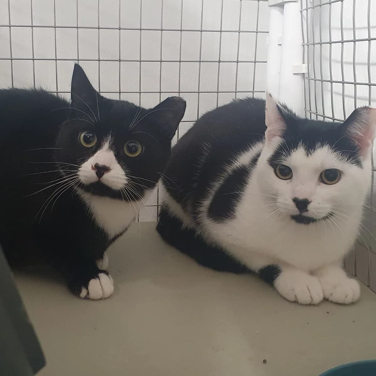 Humbug and Lupin- FARM HOME WANTED, male Mixed Breed Cat for adoption at Rain Rescue