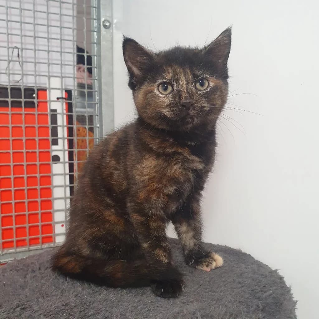 Willow- 9 Week Old Female- MEETING BOOKED, female puppy Mixed Breed Cat for adoption at Rain Rescue