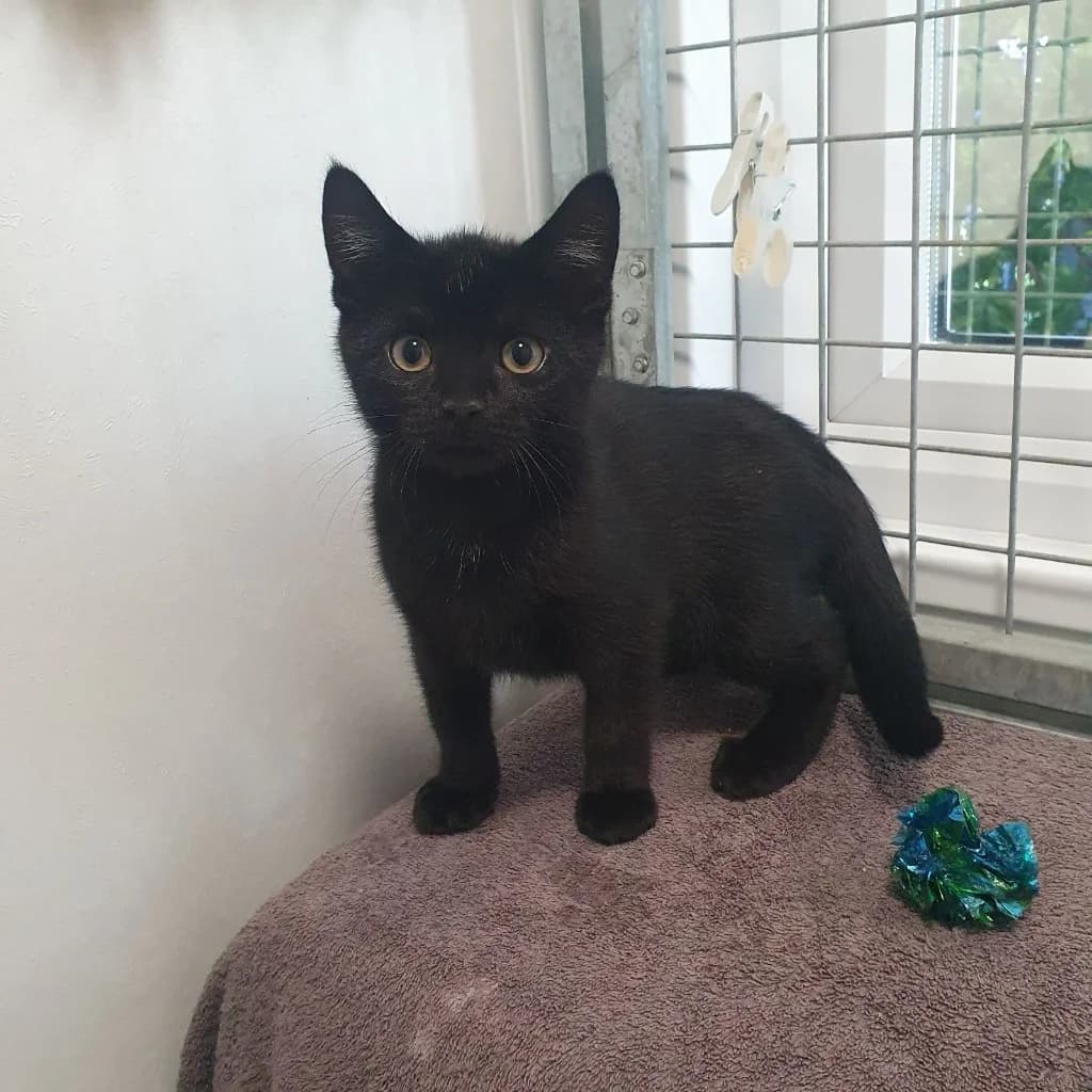 Turkey- 13 Week Old Male- MEETING BOOKED, male puppy Mixed Breed Cat for adoption at Rain Rescue