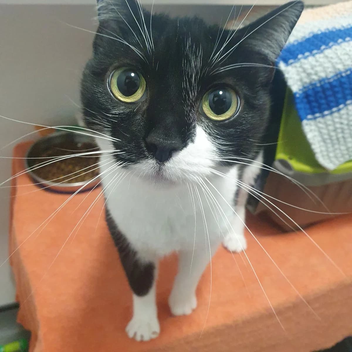 Figgy Pudding- 2 Year Old Female MEETING BOOKED, female Mixed Breed Cat for adoption at Rain Rescue