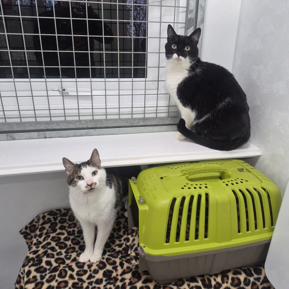 Ronnie and Reggie- 9 Year Old Male and Female- MEETING BOOKED, female Mixed Breed Cat for adoption at Rain Rescue