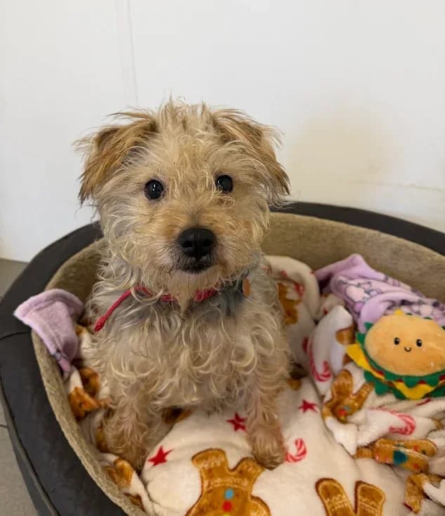 Sparky – 9 year old Male – MEETING BOOKED, male senior mixed breed for adoption at Rain Rescue