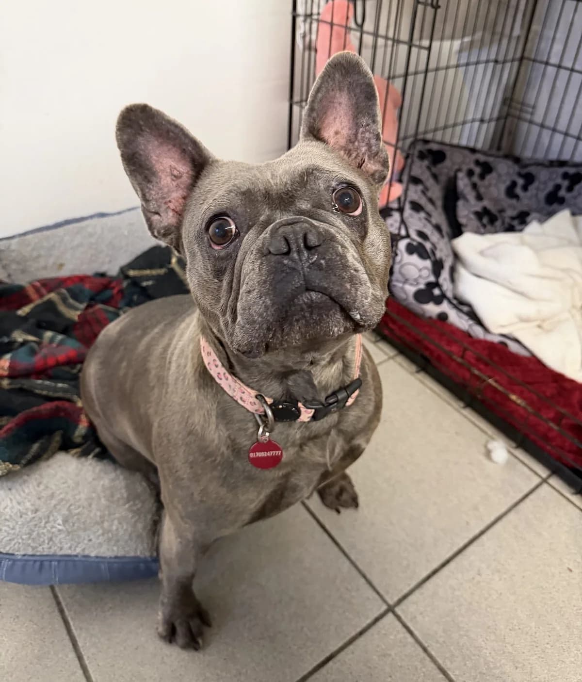 Nancy – 3 year old Female, female English Bulldog for adoption at Rain Rescue
