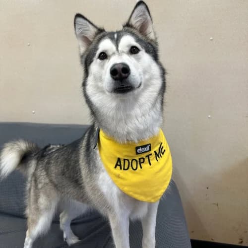 Adult Dog, female mixed breed for adoption at Rain Rescue