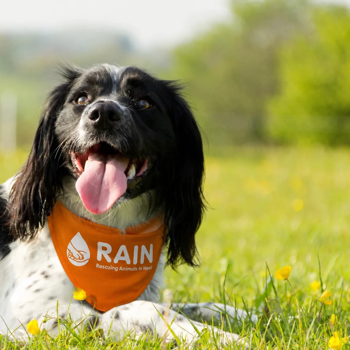 Adult Dog, female mixed breed for adoption at Rain Rescue