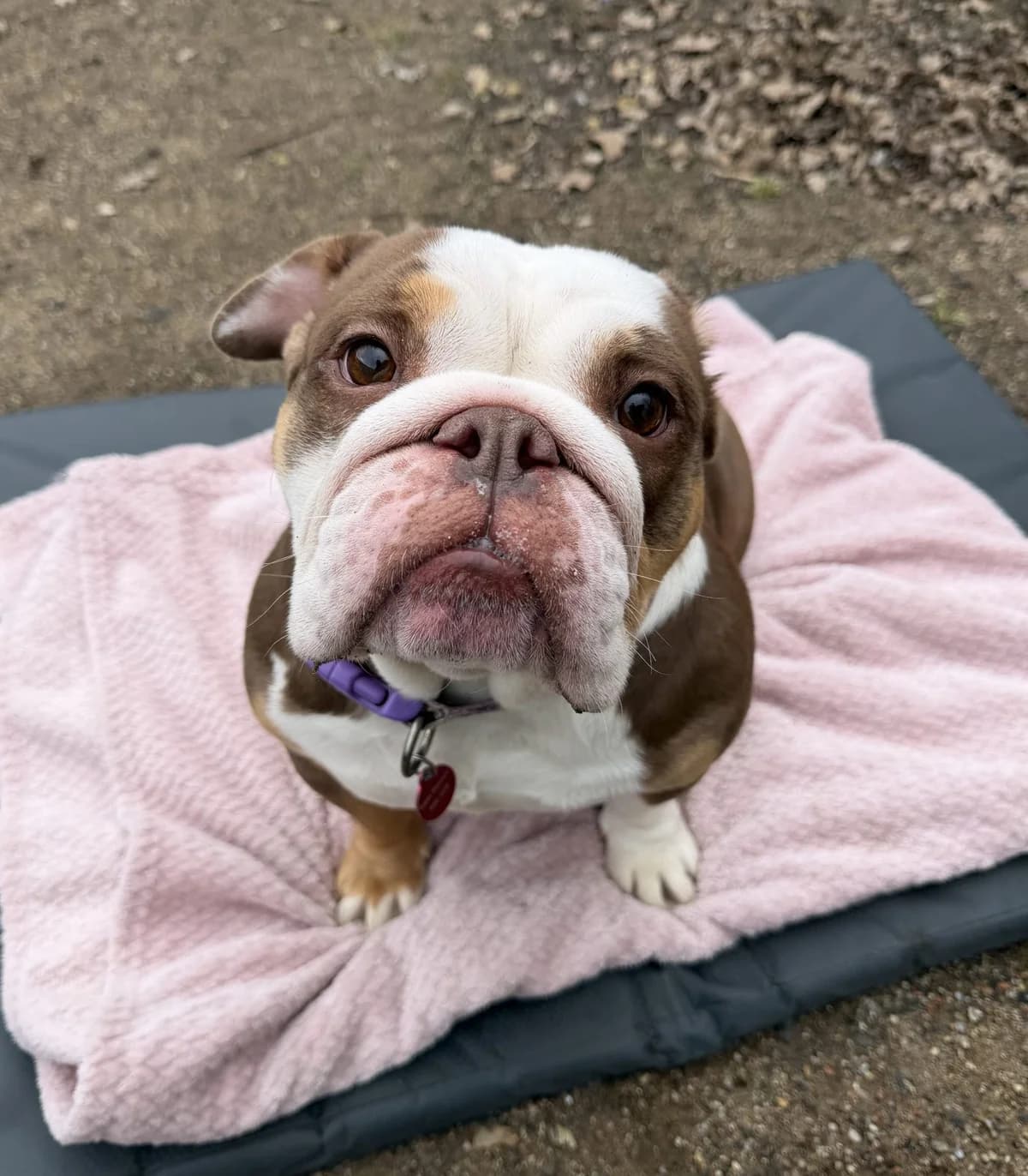 Phoebe – 4 year old Female, female English Bulldog for adoption at Rain Rescue