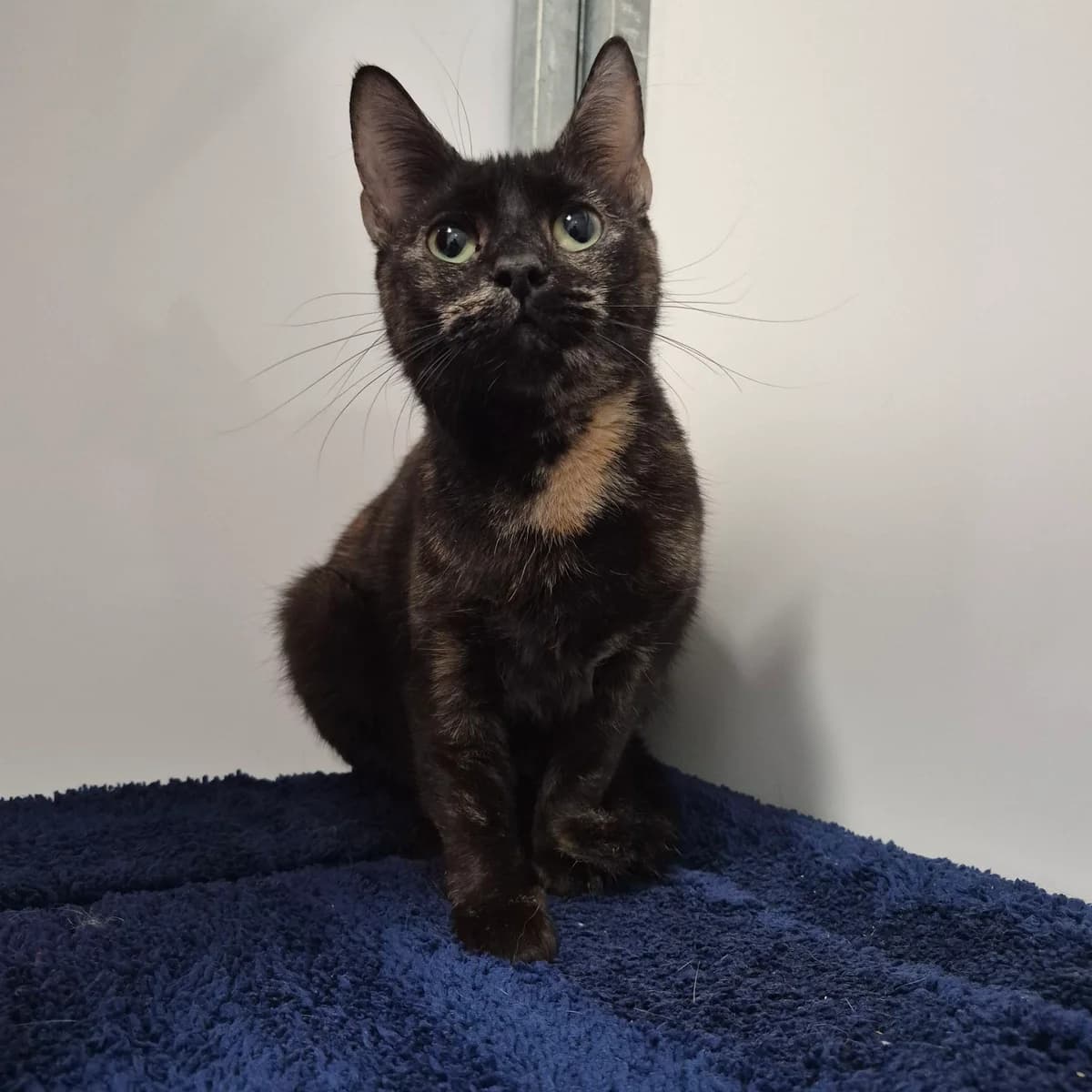 Tinkerbell- 5 Year Old Female, female Mixed Breed Cat for adoption at Rain Rescue