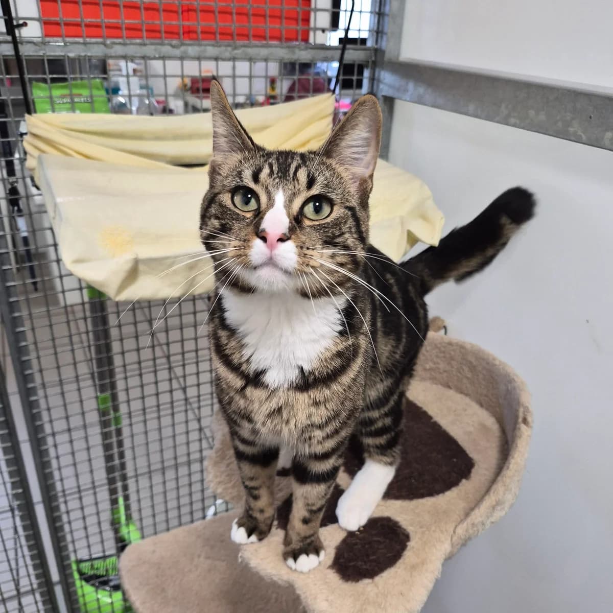 Toasty Malone- 1 Year Old Male, Mixed Breed Cat for adoption at Rain Rescue
