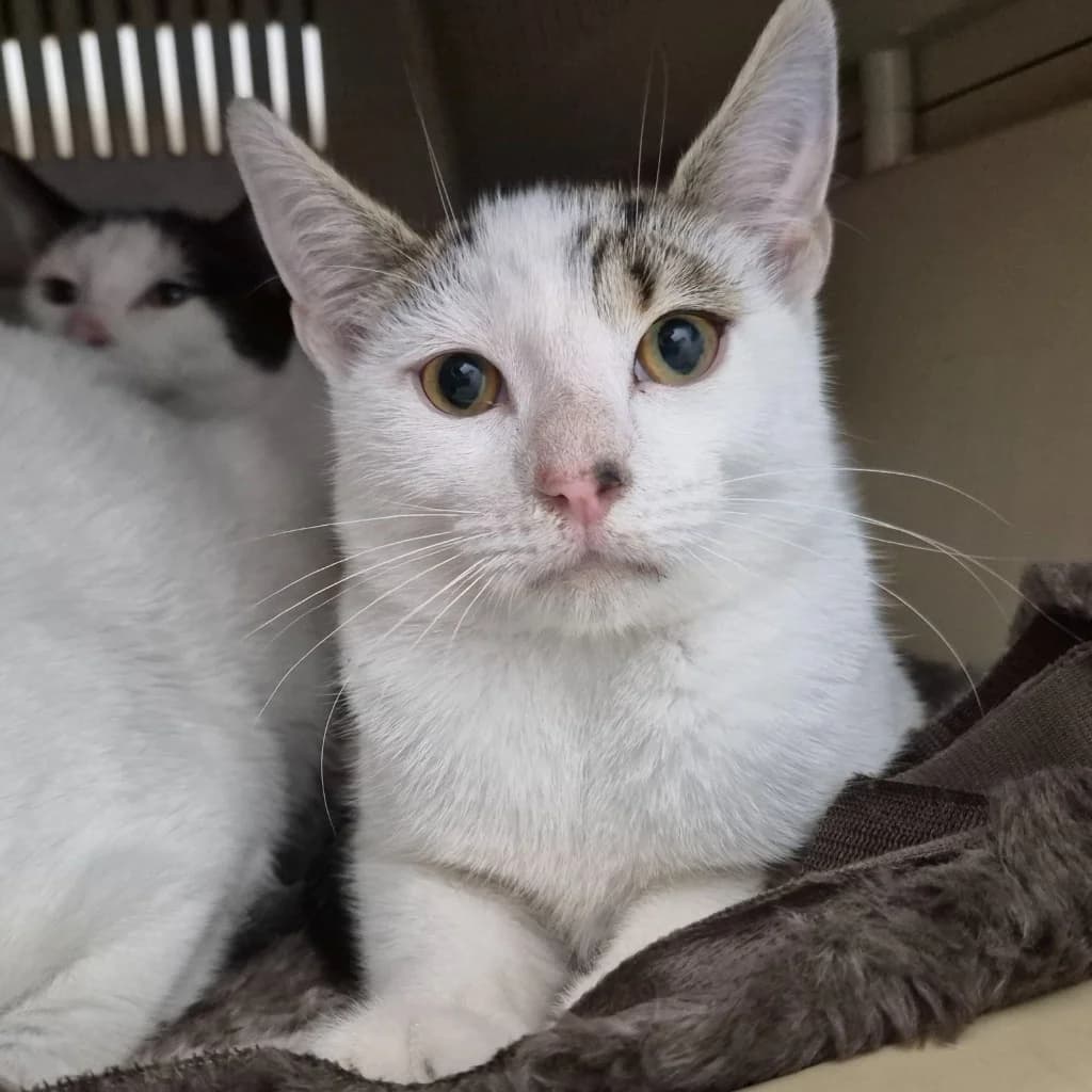 Eddy- 7 Month Old Male, female Mixed Breed Cat for adoption at Rain Rescue