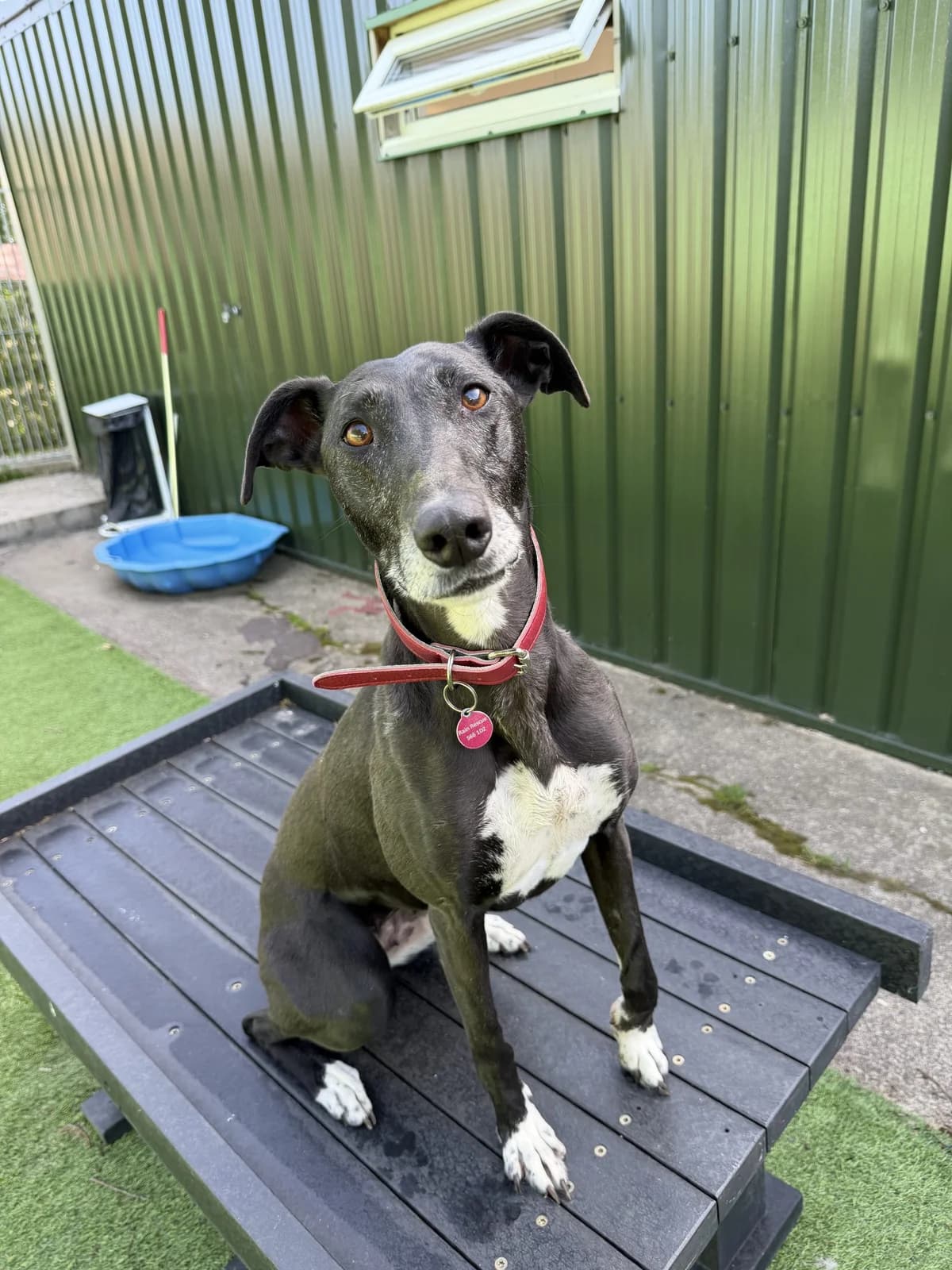 Lola – 7 year old Female, female 7yo Lurcher for adoption at Rain Rescue