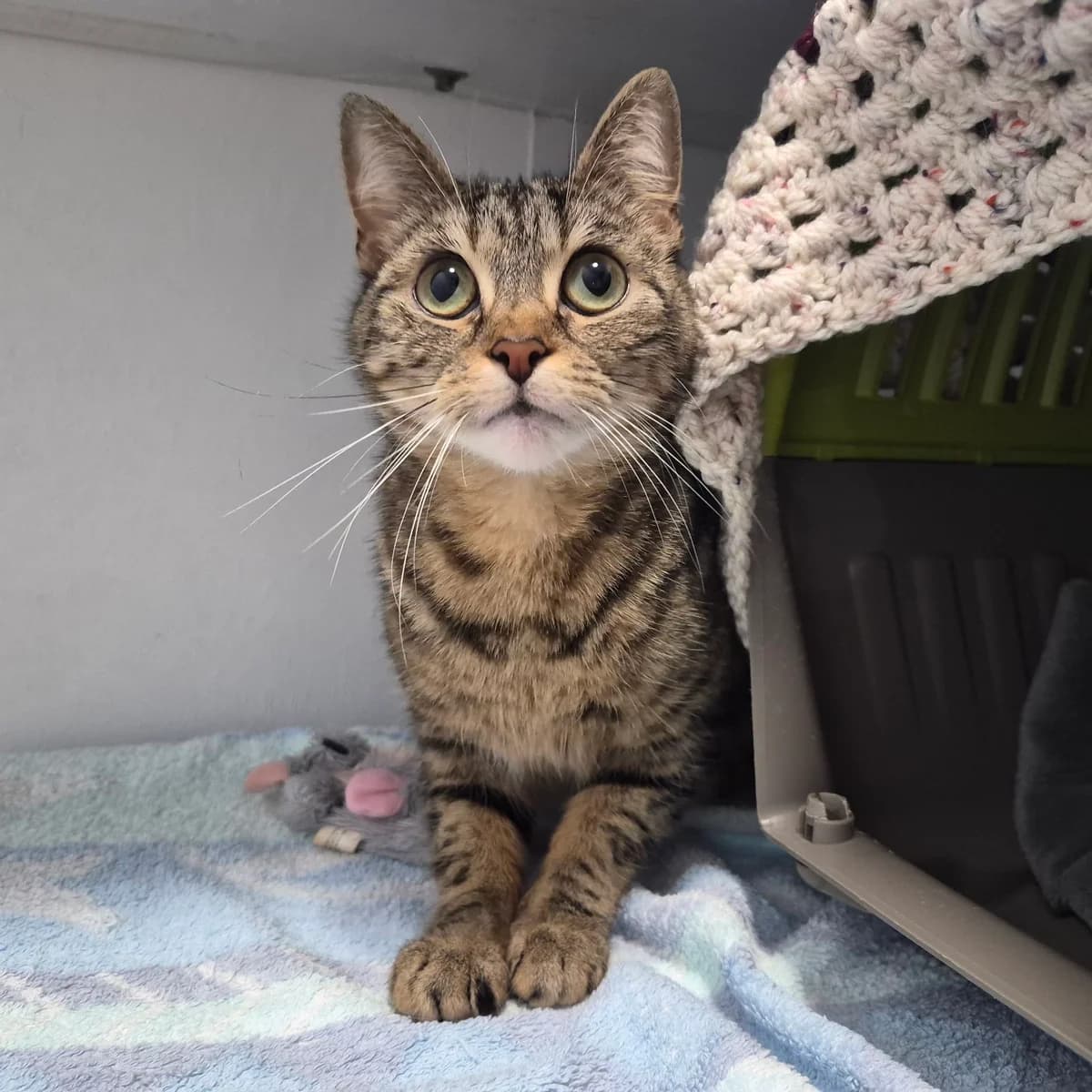 Syd- 1 Year Old Female, female Mixed Breed Cat for adoption at Rain Rescue