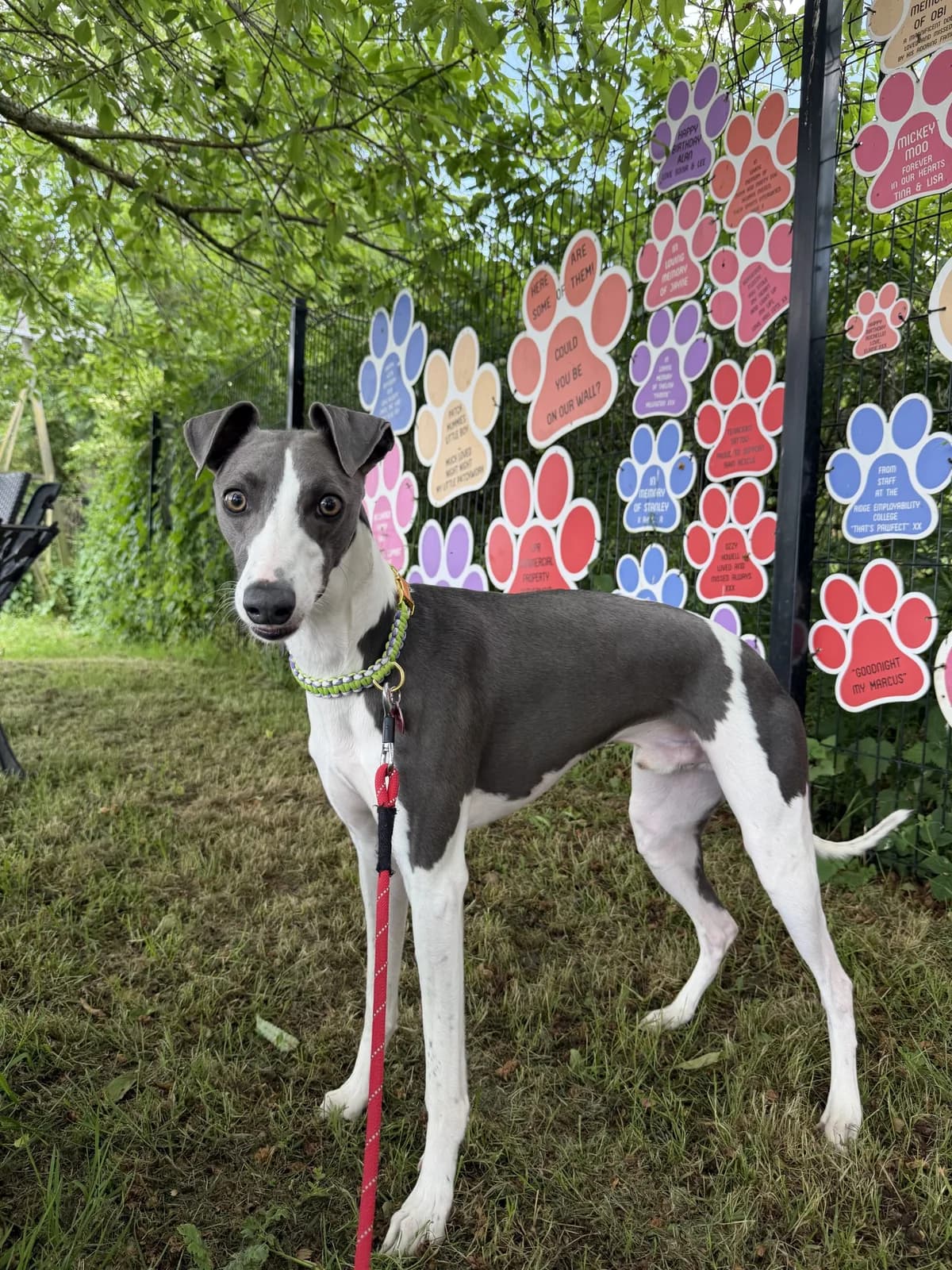 Max – 1 year old Male, male young Whippet for adoption at Rain Rescue