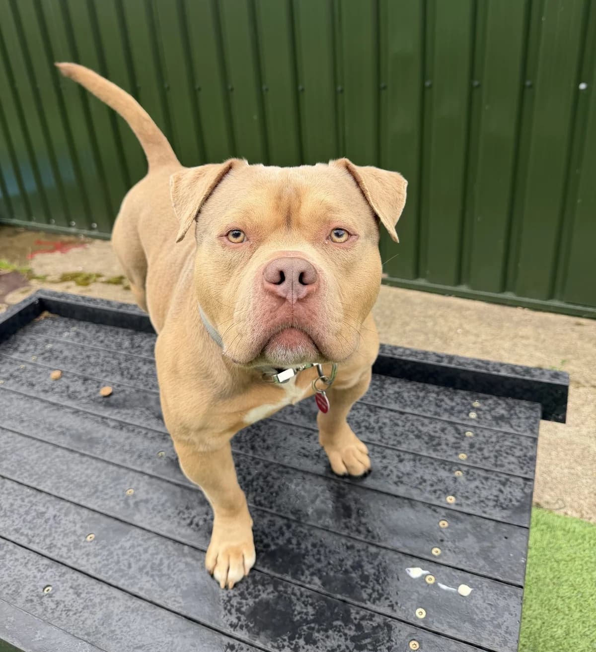 Hugo – 2 year old Male, male mixed breed for adoption at Rain Rescue