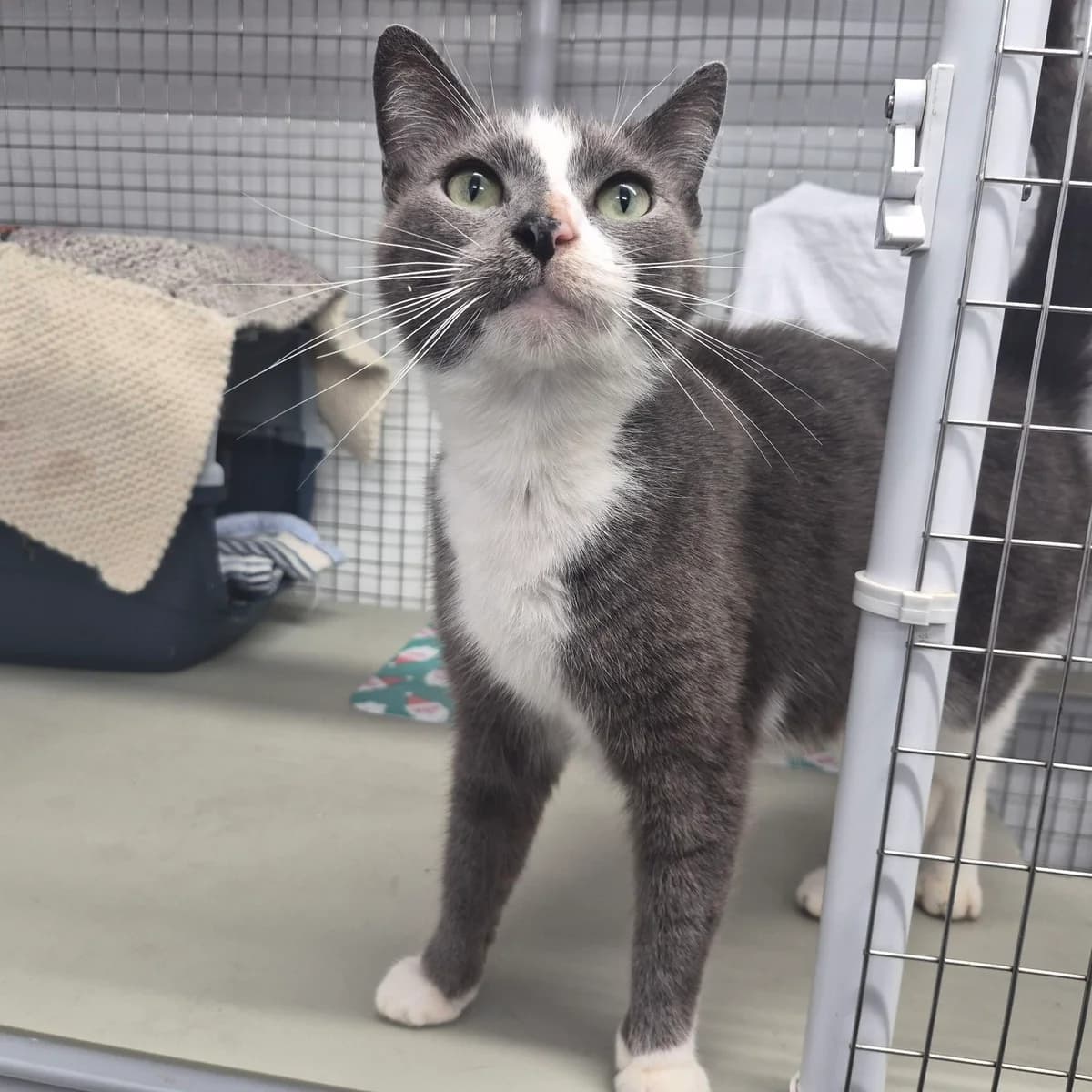 Mia- 2 Year Old Female, female Mixed Breed Cat for adoption at Rain Rescue