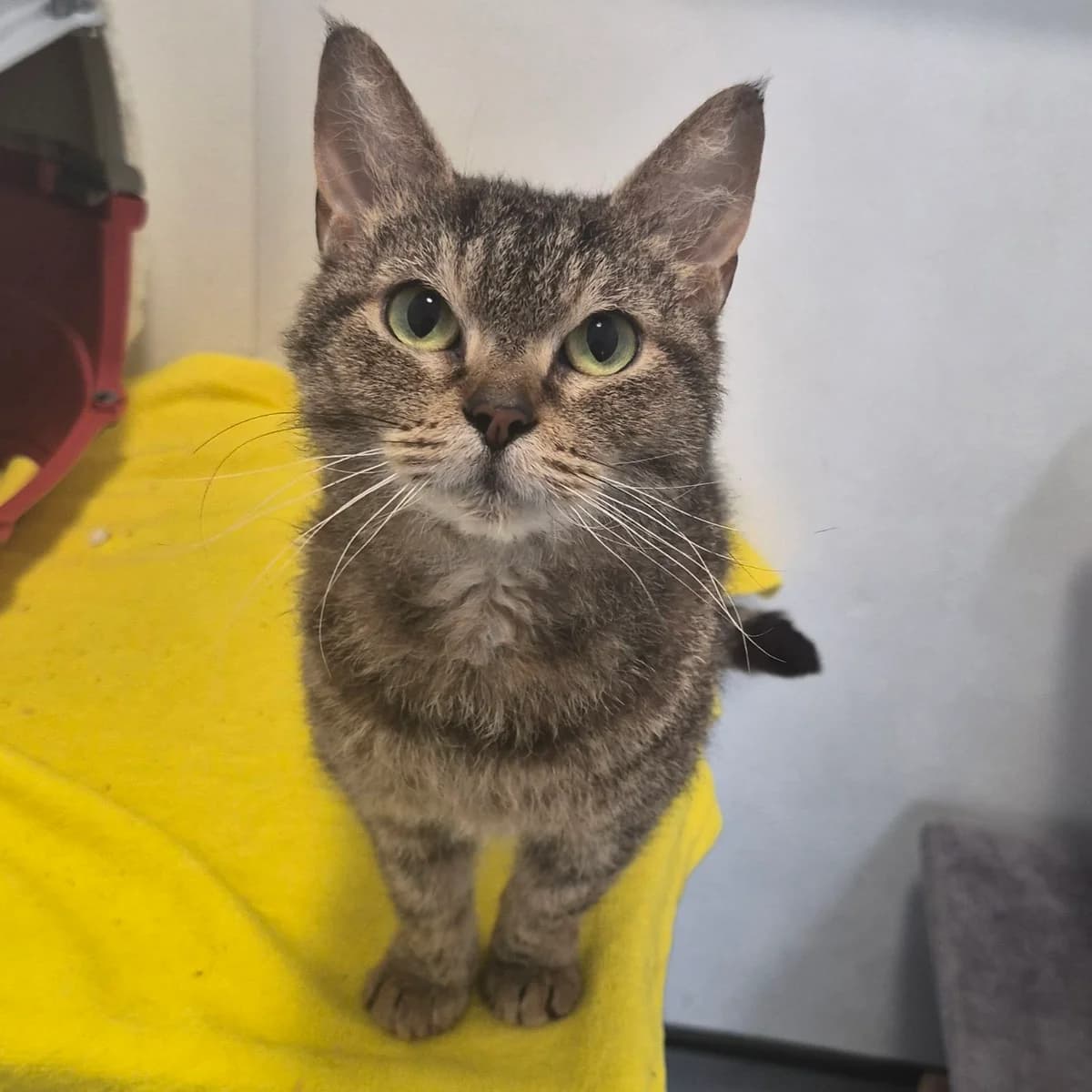 Amy- 2 Year Old Female, female Mixed Breed Cat for adoption at Rain Rescue