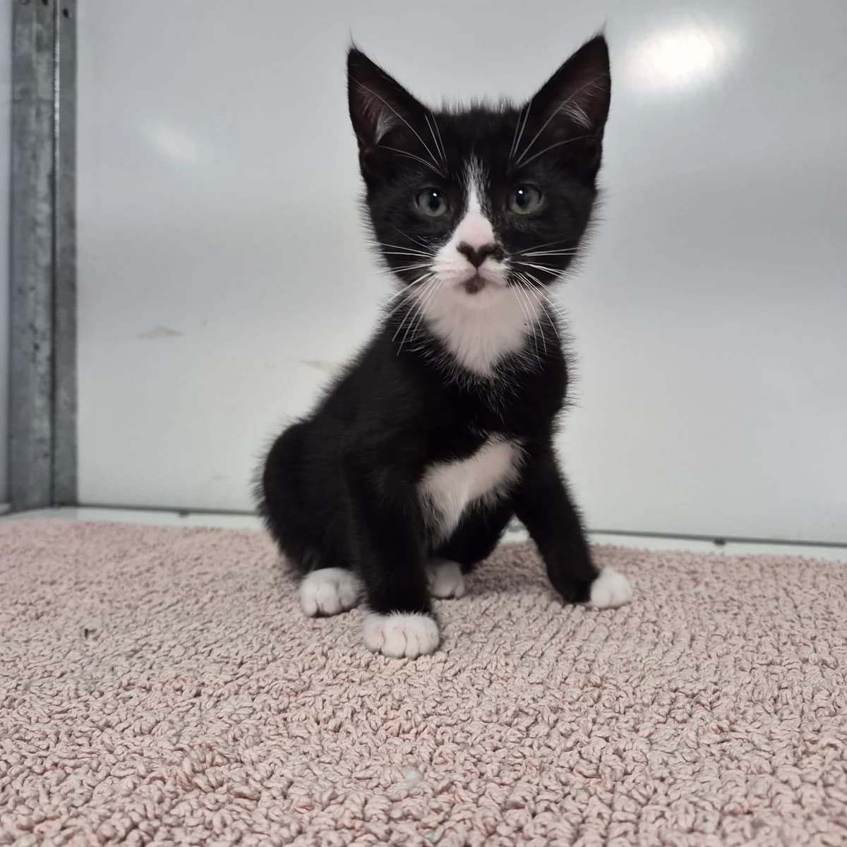 Bongo- 9 Week Old Male, male Mixed Breed Cat for adoption at Rain Rescue