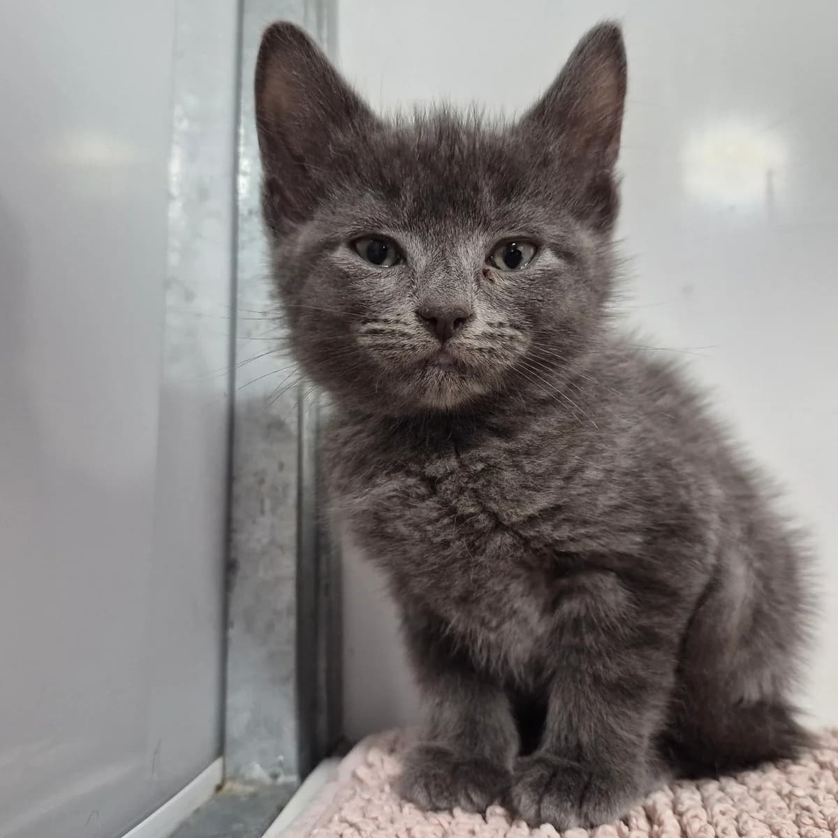 Bruce- 9 Week Old Male, male Mixed Breed Cat for adoption at Rain Rescue