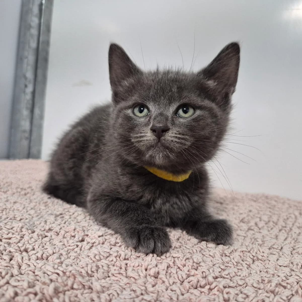Gill- 9 Week Old Male, male Mixed Breed Cat for adoption at Rain Rescue
