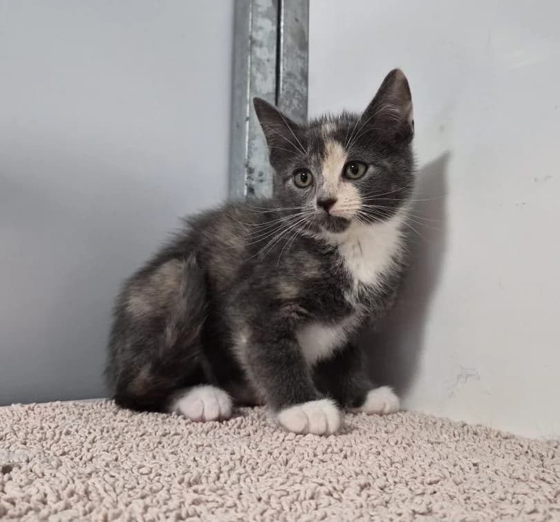 Darla- 9 Week Old Female, female puppy Mixed Breed Cat for adoption at Rain Rescue