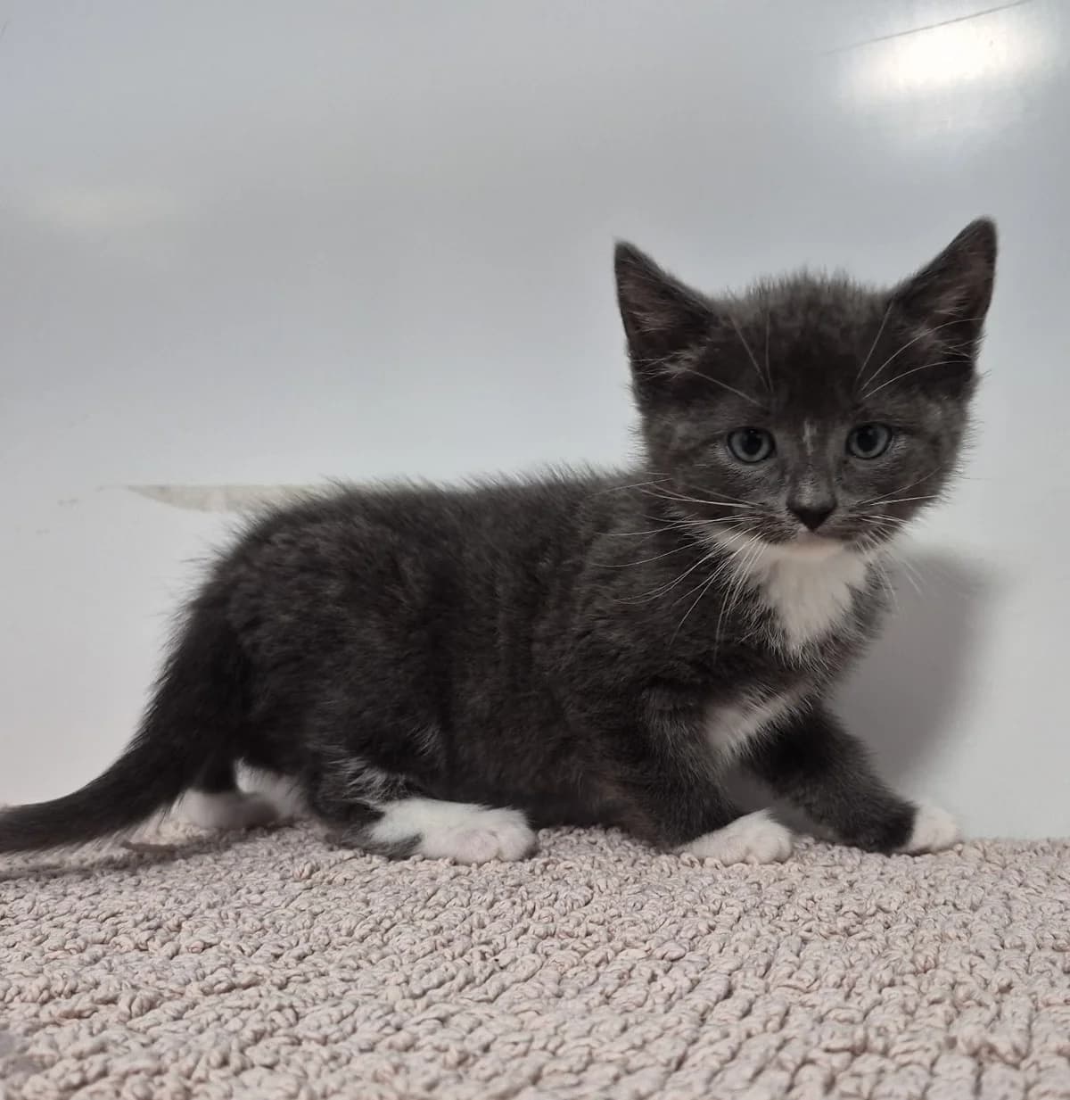 Mr Ray- 9 Week Old Male, male Mixed Breed Cat for adoption at Rain Rescue