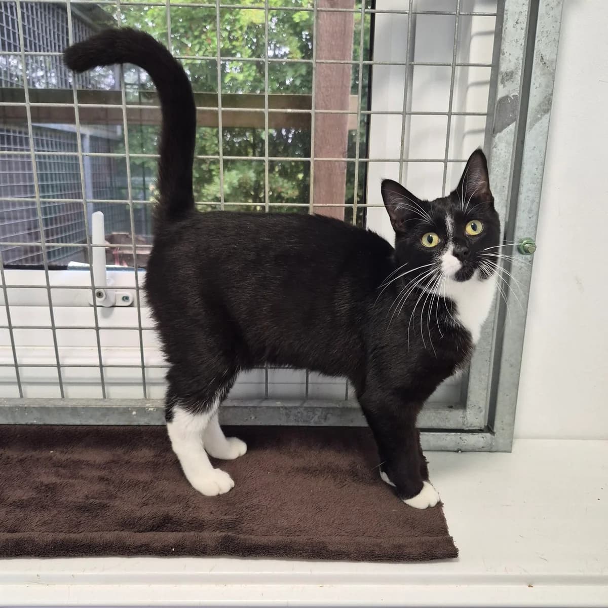 Babybel- 7 Month Old Female, female Mixed Breed Cat for adoption at Rain Rescue