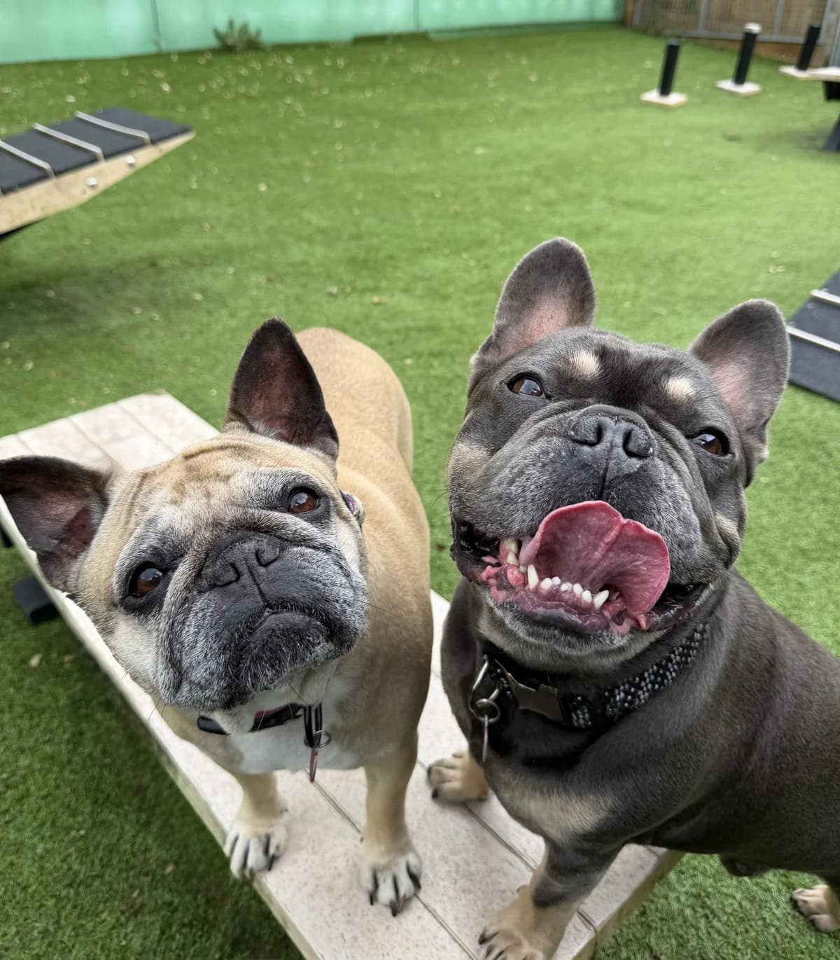 Brie and Lumiere – 8 + 6 year old Female and Male, female senior English Bulldog for adoption at Rain Rescue