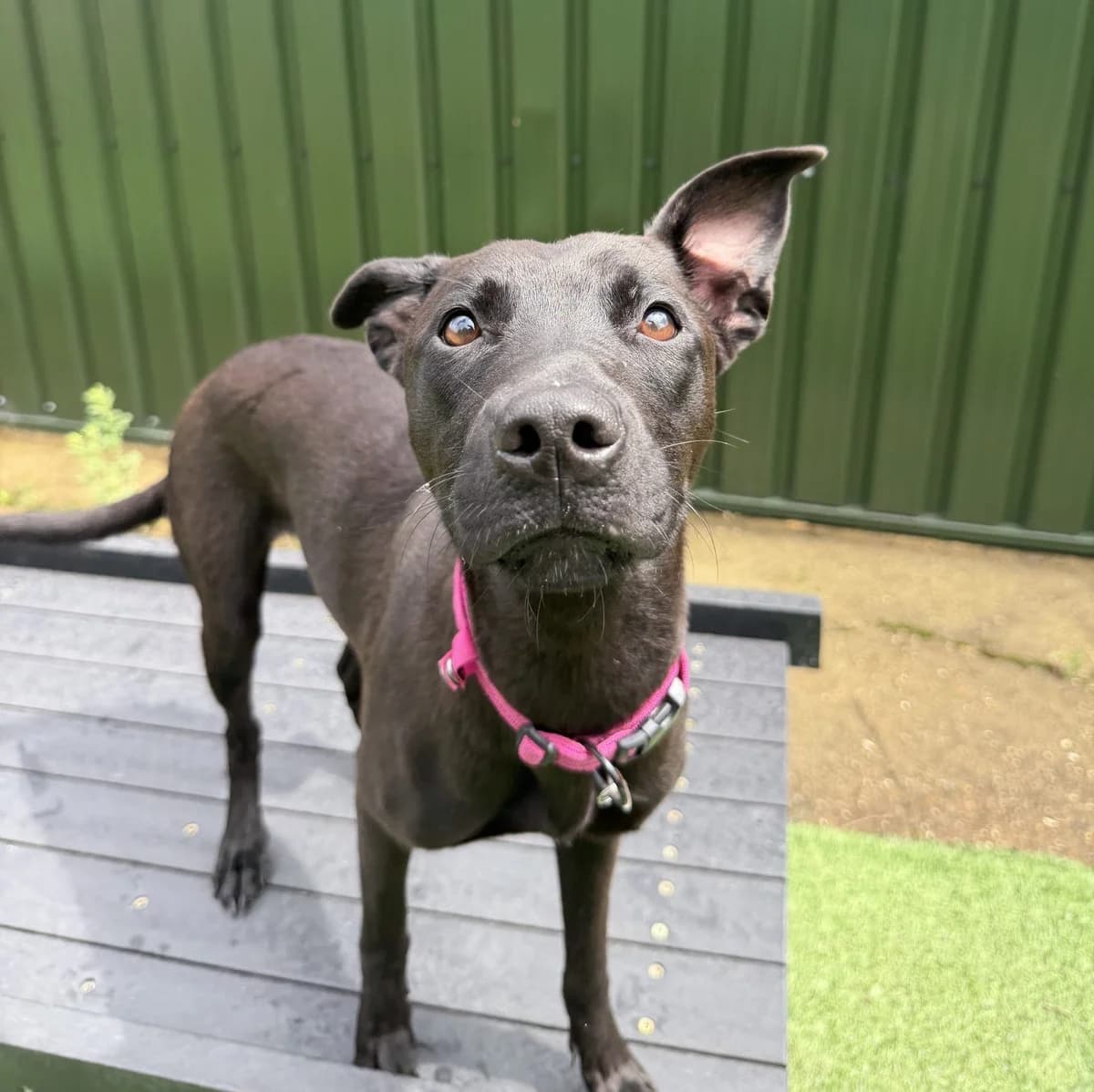 Pickle – 1 year old Female, female Mixed Breed for adoption at Rain Rescue