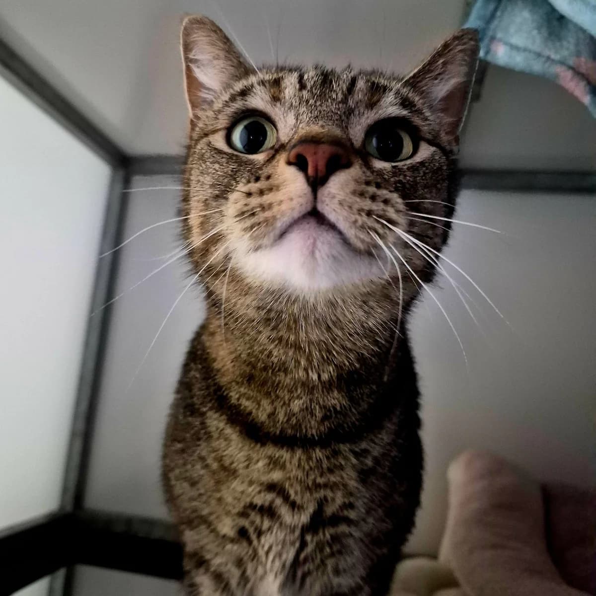 Leta- 4 Year Old Female, female Mixed Breed Cat for adoption at Rain Rescue
