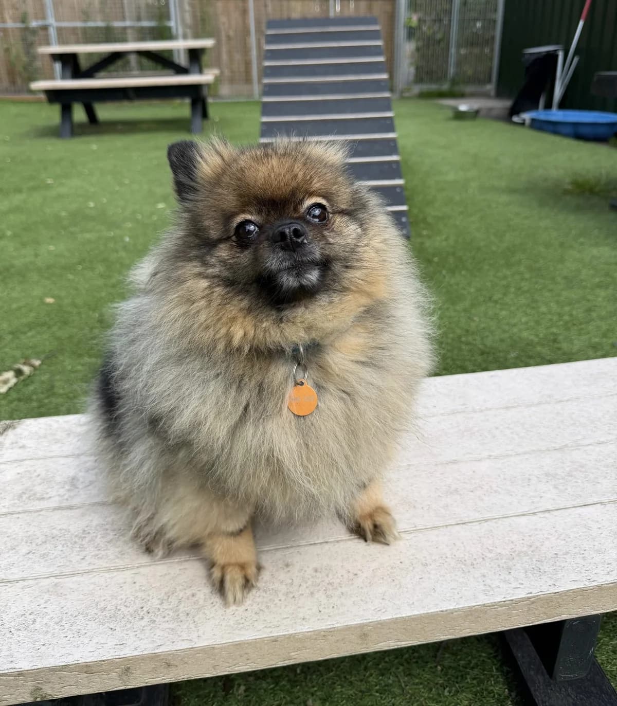 Motley – 5 year old Female, female 5yo Pomeranian for adoption at Rain Rescue