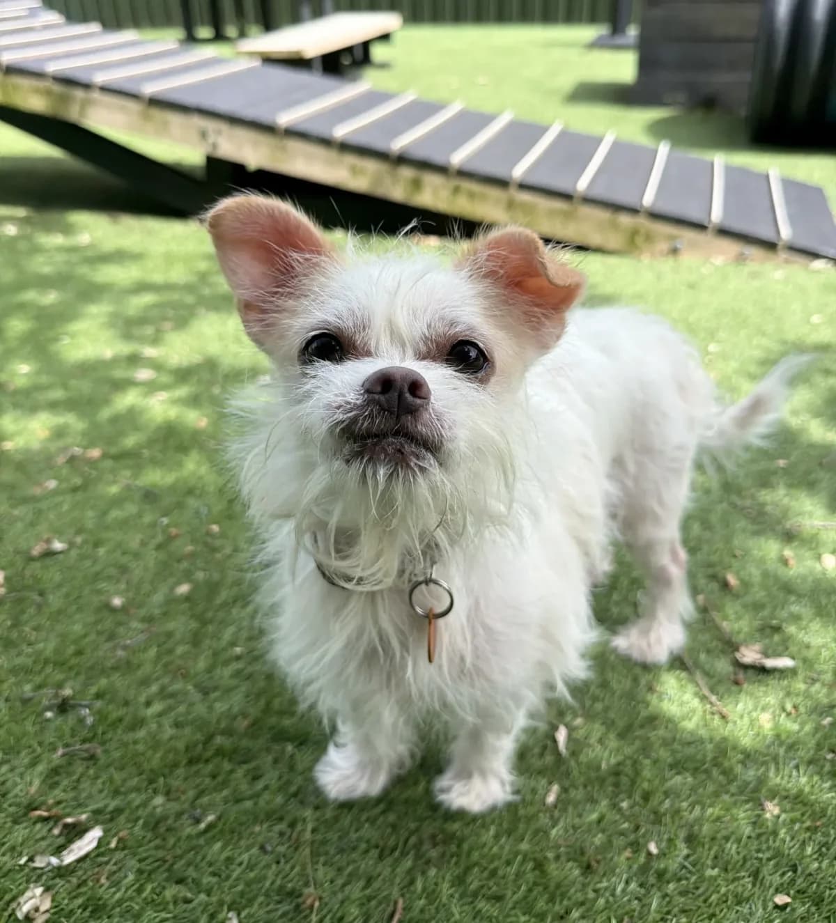 Buddy – 7 year old Male (AVAILABLE SOON), male 7yo Chihuahua for adoption at Rain Rescue