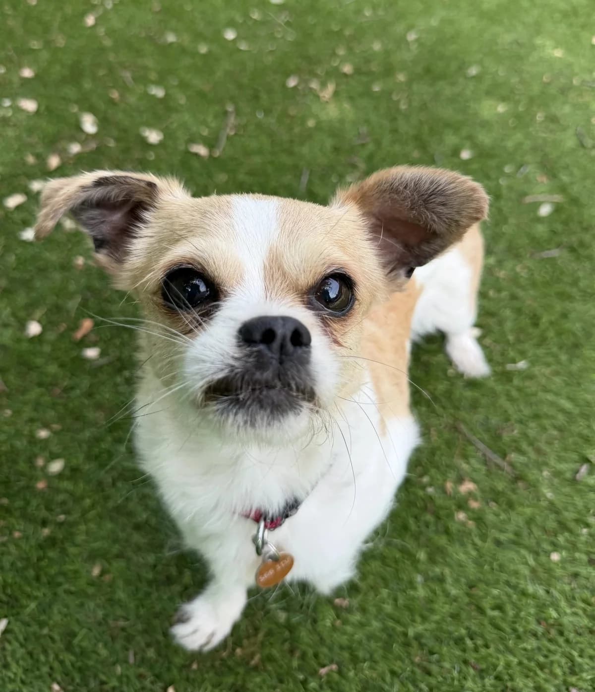 Misty – 6 year old Female (AVAILABLE SOON), female 6yo Chihuahua for adoption at Rain Rescue