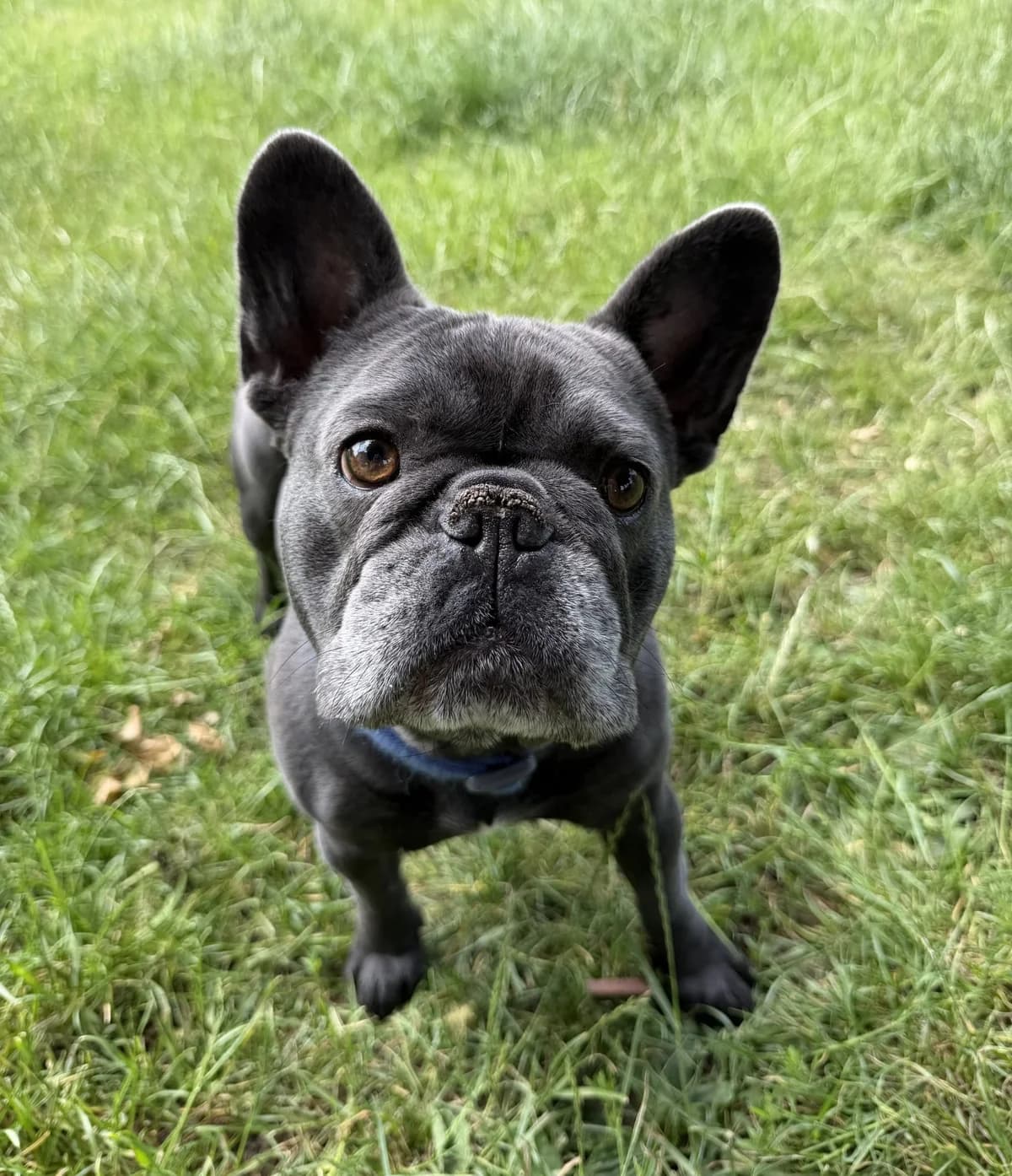 Buster – 2 year old Male, male young English Bulldog for adoption at Rain Rescue