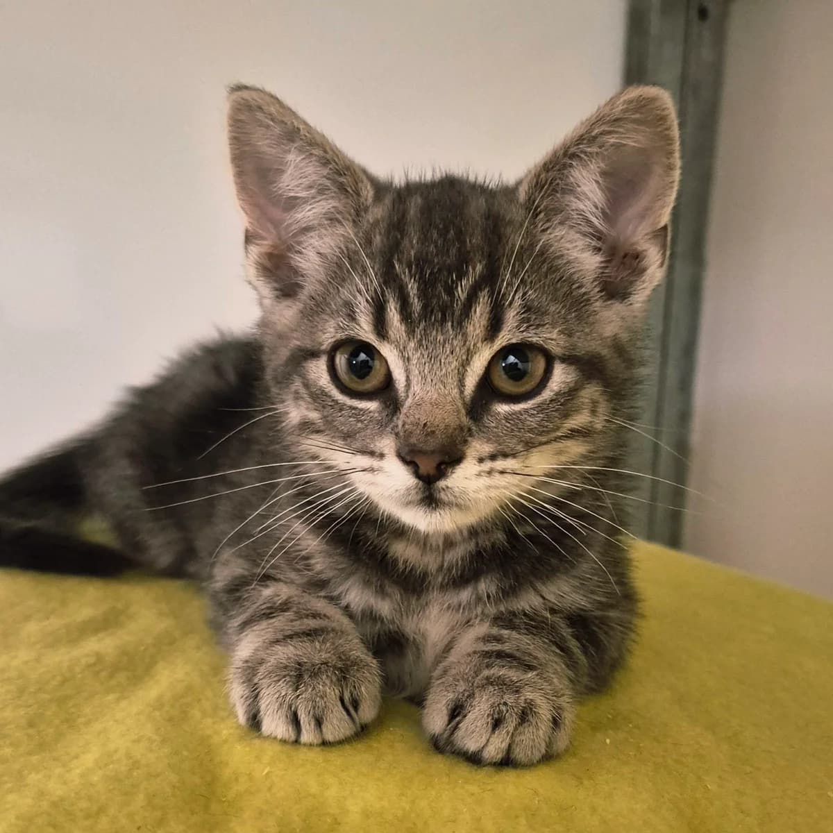Chilli- 8 Week Old Male, male Mixed Breed for adoption at Rain Rescue