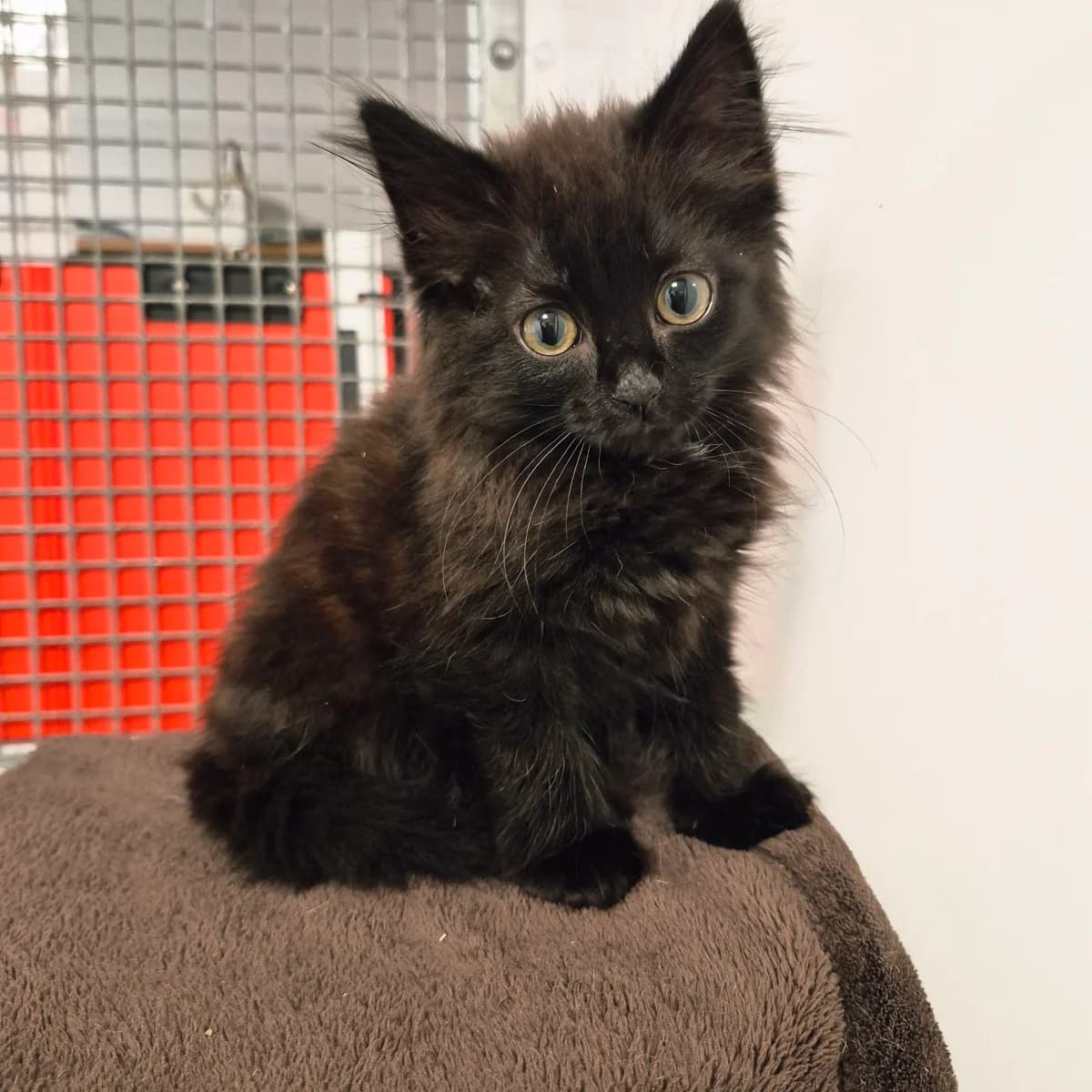 Noodle- 8 Week Old Male, male Mixed Breed for adoption at Rain Rescue