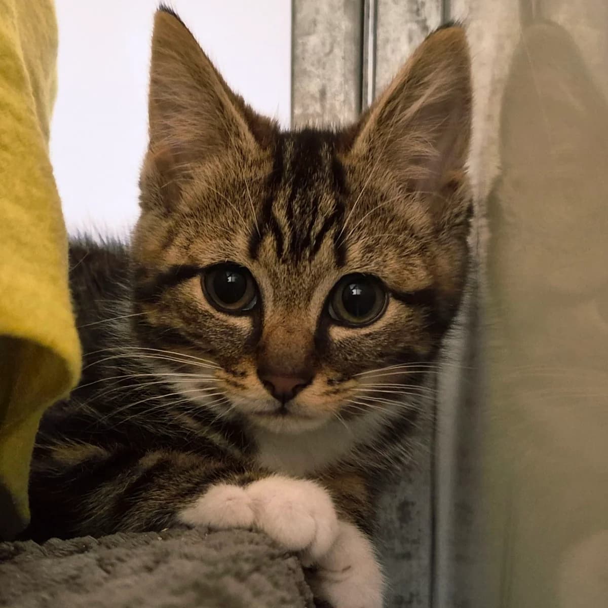 Paprika- 8 Week Old Male, male Mixed Breed for adoption at Rain Rescue