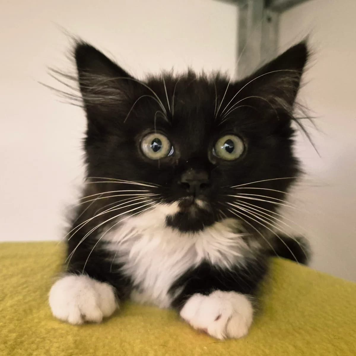 Nutmeg- 8 Week Old Female, female Mixed Breed for adoption at Rain Rescue