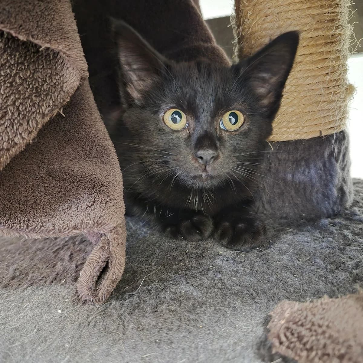 Cinnamon- 8 Week Old Female, female Mixed Breed for adoption at Rain Rescue