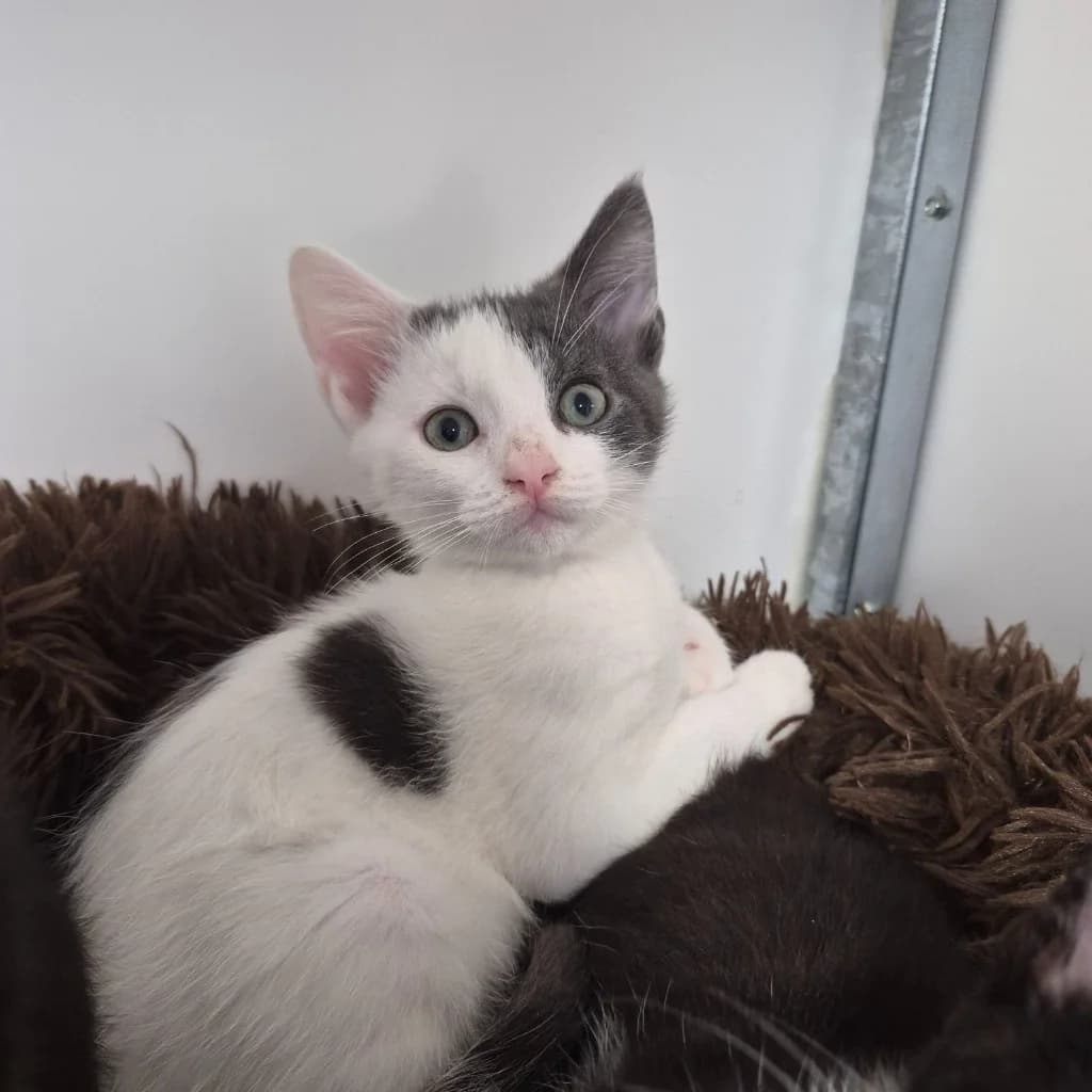 Pork chop- 9 Week Old Male, male puppy Mixed Breed Cat for adoption at Rain Rescue