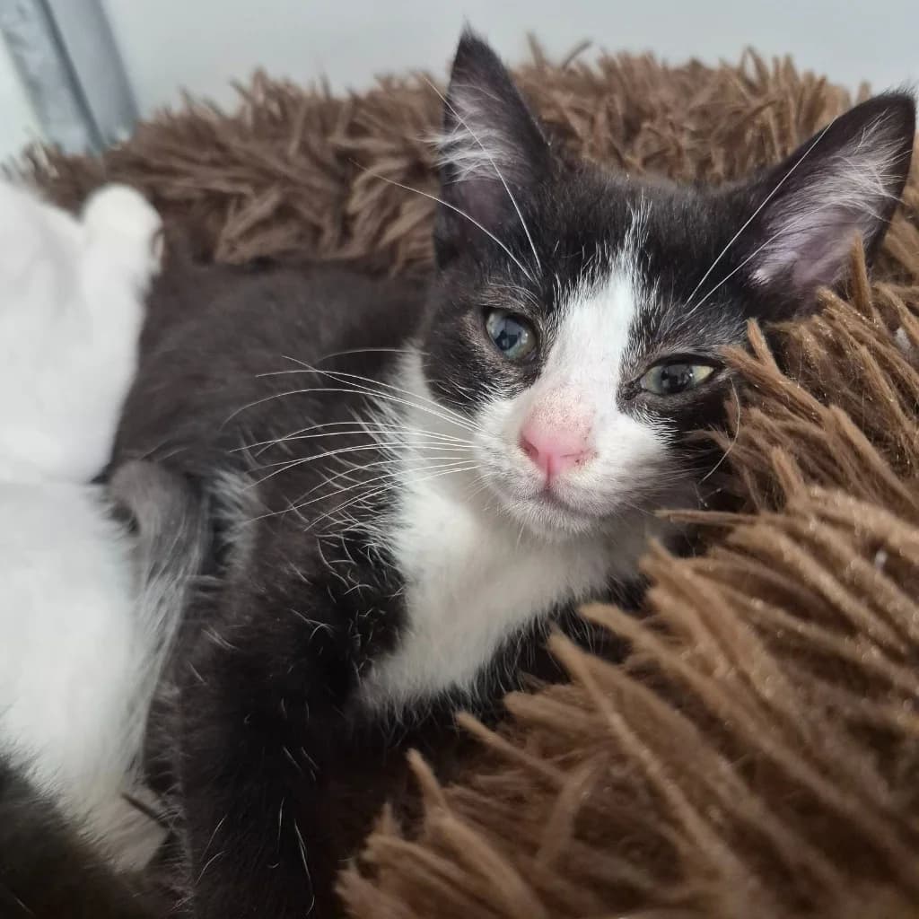 Beef Buger- 9 Week Old Male, male puppy Mixed Breed Cat for adoption at Rain Rescue