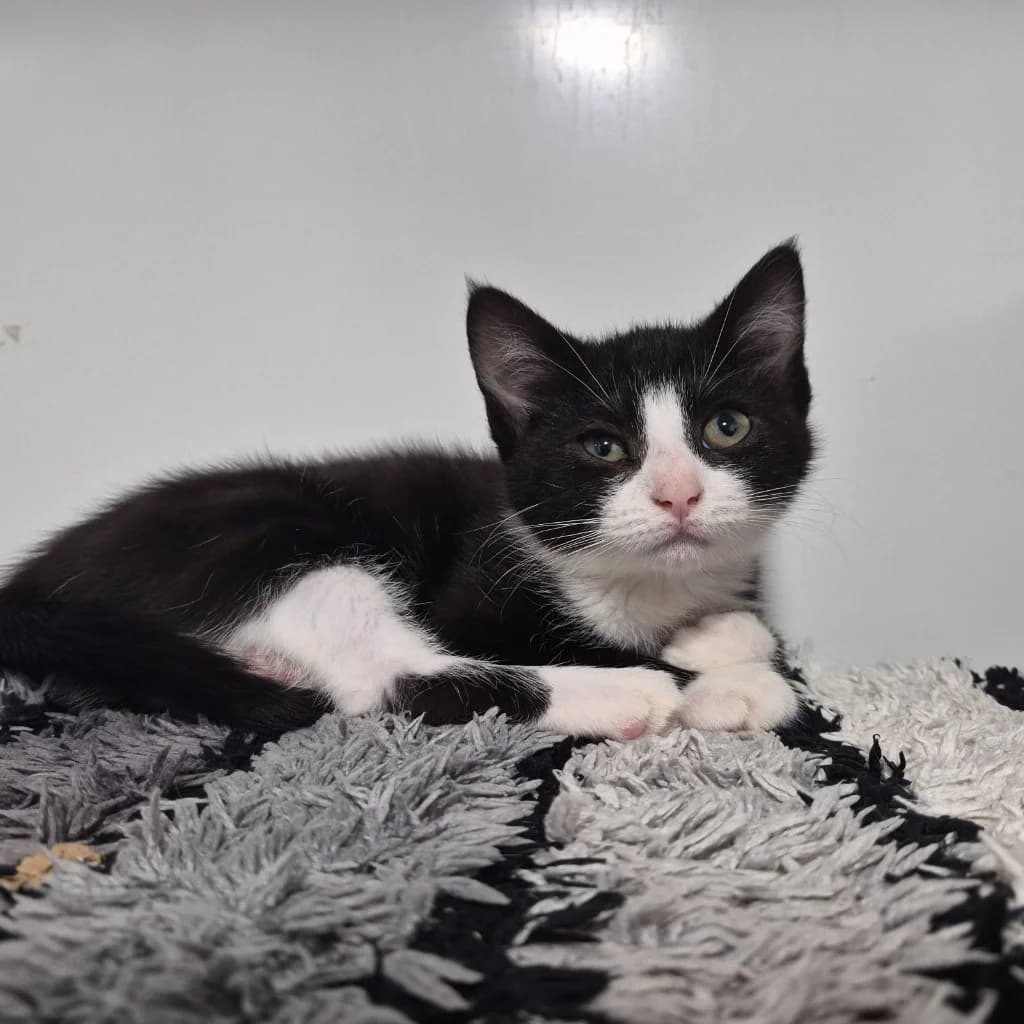 Halloumi- 9 Week Old Female, female puppy Mixed Breed Cat for adoption at Rain Rescue
