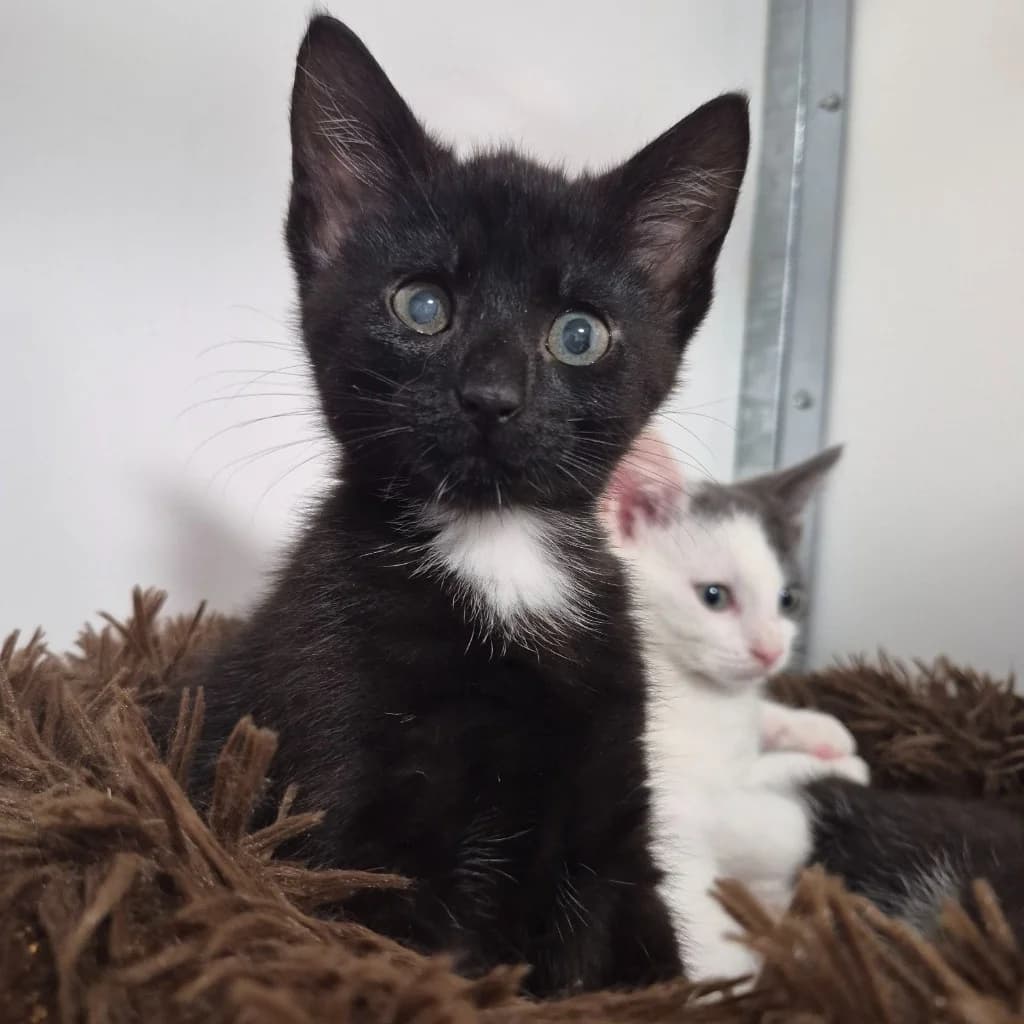 Onion 9 Week Old Female, female puppy Mixed Breed Cat for adoption at Rain Rescue