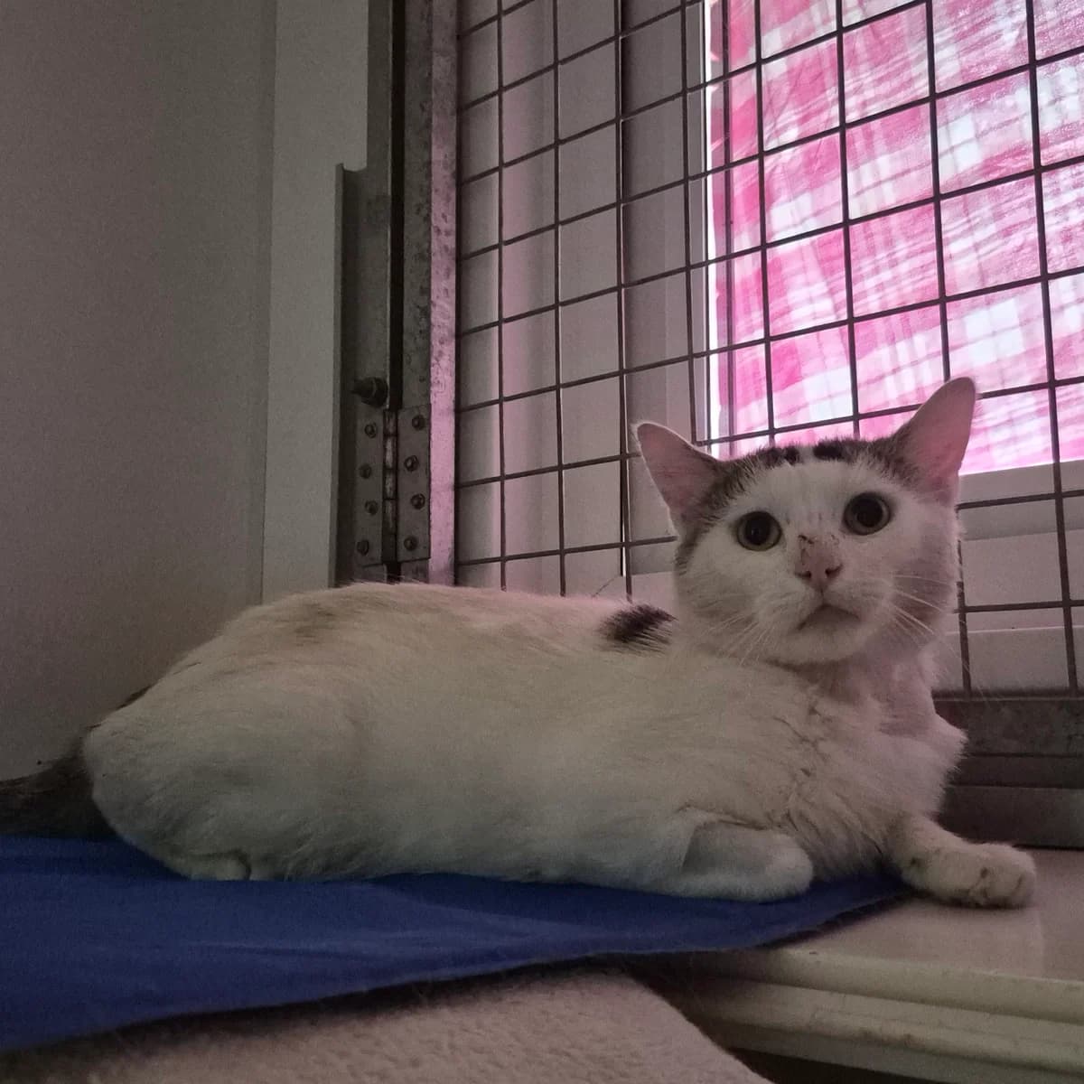 Scrappy- 3 Year Old Male, male Mixed Breed Cat for adoption at Rain Rescue