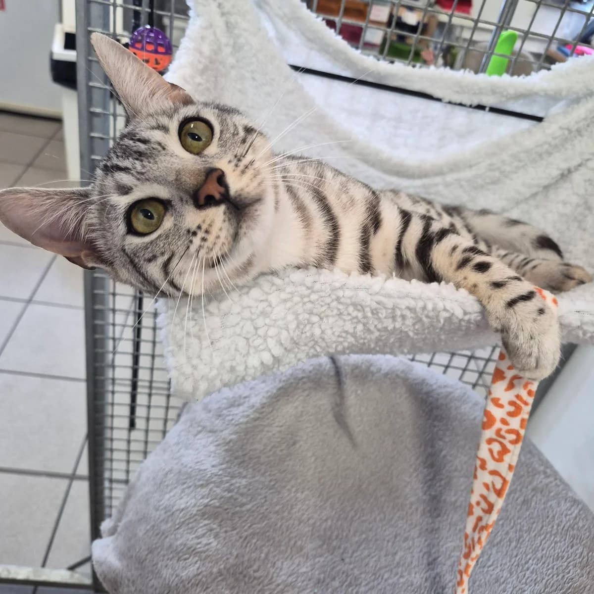 Simba- 8 Month Old Male, male Bengal for adoption at Rain Rescue