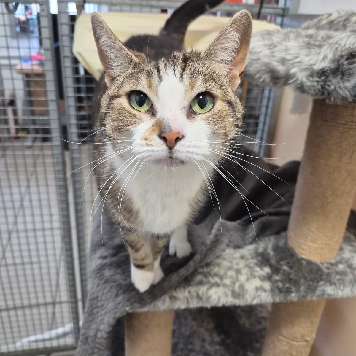 Kitkat- 6 Year Old Female, female Mixed Breed Cat for adoption at Rain Rescue