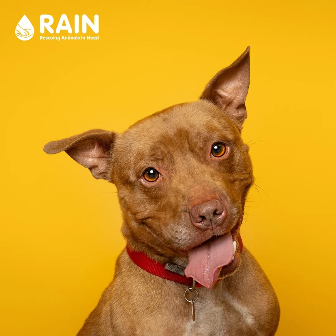 Kai – 3 year old Male – Spotlight Animal, male Staffordshire Bull Terrier for adoption at Rain Rescue